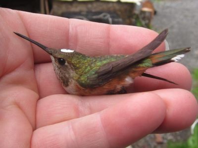 alaska-hummingbird-project-inc-katherine-mclaughlin-002